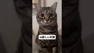 【愛するお兄ちゃん出発前夜の猫と会話】 #猫 #保護猫#かわいい猫