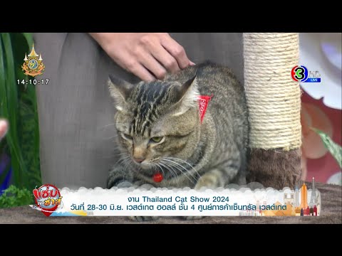 งาน Thailand Cat Show 2024 วันที่ 28-30 มิ.ย. เซ็นทรัลเวสต์เกตl ออกอากาศวันที่ 24 มิถุนายน 2567