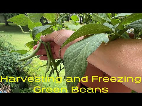 Prepping Dinner And Freezing Green Beans