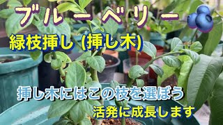 【ブルーベリー🫐】緑枝挿し(挿し木)挿し木にはこの枝を選ぼう、活発に成長します