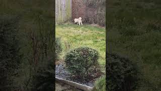 poo in  the wind #cockapoo #dog #fluffydog #adorabledog #maxthepoo #maxthedog #wind