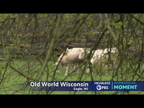 Milwaukee PBS Presents | Inspirational Moments | Old World Wisconsin Livestock