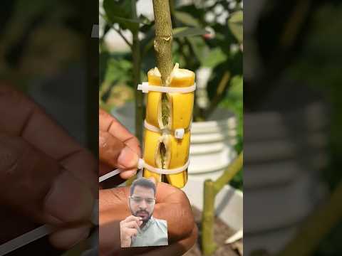 Effect of banana on lemon tree propagation #shorts #plants #nature  #flowers