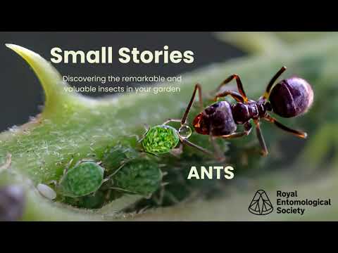 Ants: small but mighty and helpful in the garden, here's everything you need to know about ants