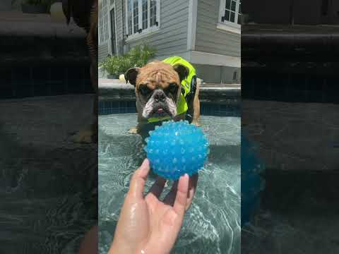 Yeti the English Bulldog and friends pool party