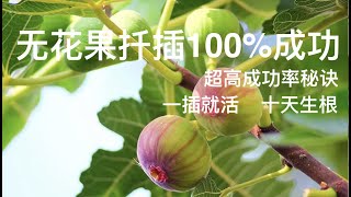 The success rate of cutting figs is 100% incredible! ｜The secret to a high success rate,