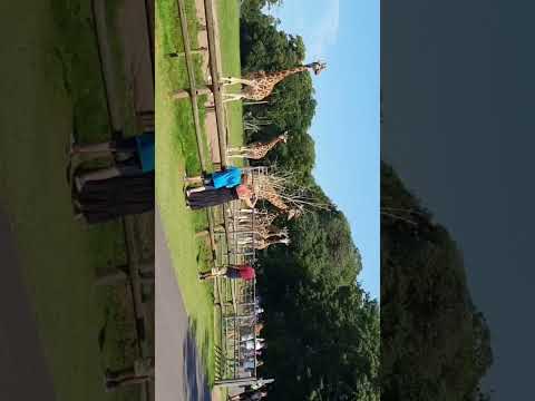 Ireland Cork Zoo లో Giraffes భలే Que లో వెళుతున్నాయి చూడండి మనం కూడా అలా క్యూ Que పాటించం #shorts