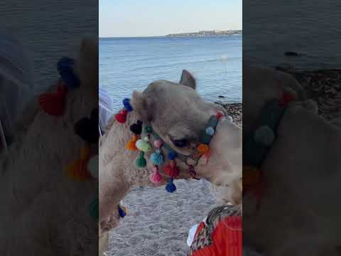 Camel eats oranges - Feeding a Camel in Egypt 🐫