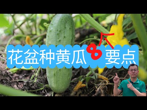 花盆种黄瓜的8个要点，做好这几点，黄瓜吃不完