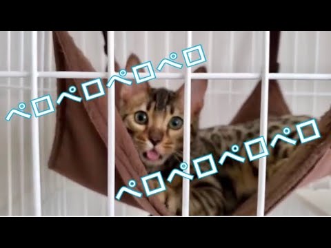 【珍事】その舌はどうしたんですか！？ペロペロが止まらないベンガルの子猫