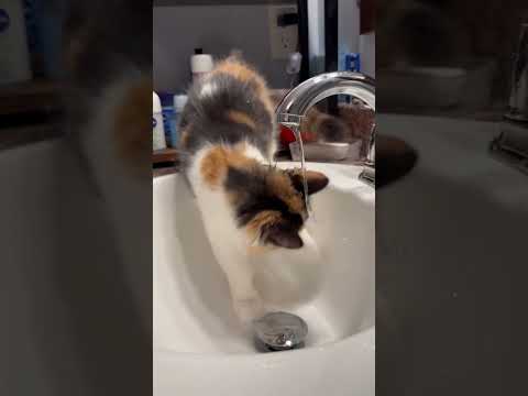 She loves the sink 🚰 #kittenshorts #catsofshorts #calicocat