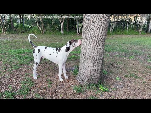 Funny Great Dane Puppy Wants Mr Squirrel To Come Down & Play