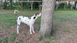 Funny Great Dane Puppy Wants Mr Squirrel To Come Down & Play