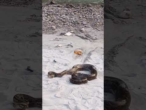 अजगर शिवपुरी में देख लो🐍🐍