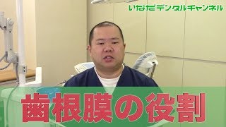 【千葉県 船橋市 歯医者】歯根膜の役割_いなだデンタルチャンネル009（口腔ケアチャンネル）