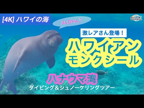 4K【ハワイアンモンクシール】ハナウマ湾でダイビング＆シュノーケリングしてたら、激レアさんにバッタリ遭遇！！Hawaiian Monk Seal at Hanauma Bay