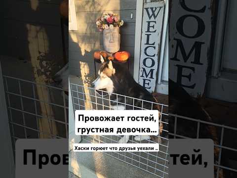 Хаски грустит | Друзья уезжают #shorts #usa #husky #сша #жизньвсша