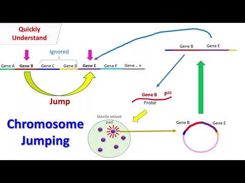 Chromosome Jumping