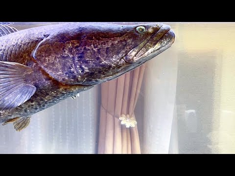 【悲報】巨大魚は病気になりました。