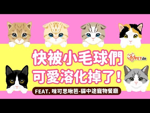 快被小毛球們的可愛溶化掉了！FEAT. 咪可思啾芭-貓中途寵物餐廳【編走編看】｜#哈寵PETube 第267集