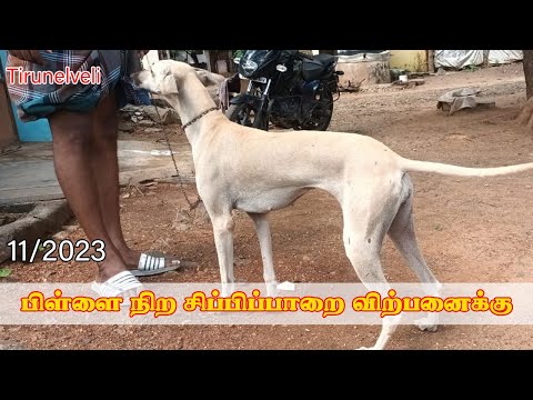 சிப்பிப்பாறை விற்பனைக்கு | பிள்ளை நிறம்