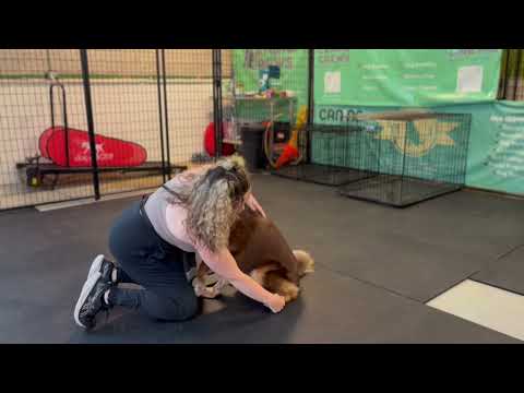 Snout to Tail Exercise Canine Crews Day School Training