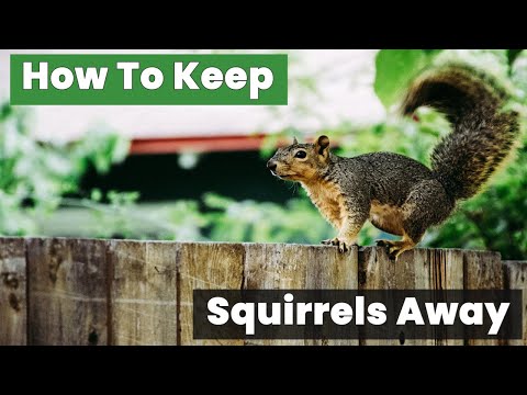 ABSOLUTE BEST Way to Keep Squirrels Away from Your Garden