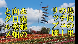 五戸町、正子のチューリッぷ園と馬肉料理の名店二軒＆南郷、山の楽校の巨大ひまわり畑とグルメ【青森県三戸郡五戸町・南部町・八戸市南郷】