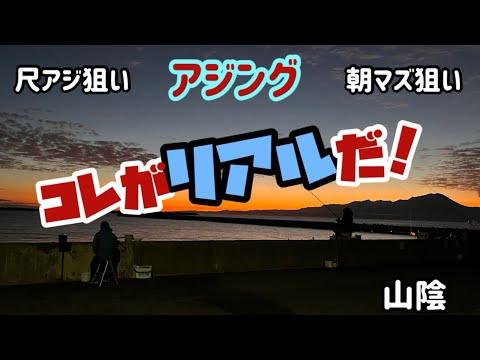 【コレがリアルだ！】良型アジがクーラー満タン釣れたんで今度は尺アジで満タンにしたい！【アジング】 #津山ベース #鳥取