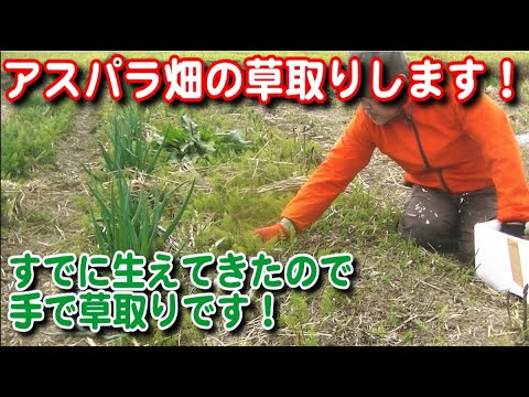 【農業】アスパラが伸びる前に草刈り!手で草取り大変だ！