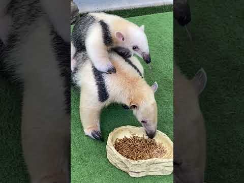 A tiny tamandua throwback #shorts