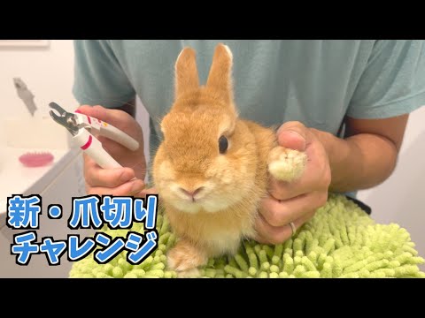 うさぎに内緒で新・爪切りチャレンジした結果…【ネザーランドドワーフのコッペ】