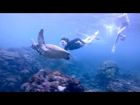 Snorkeling with turtles! - Hachijo Island, August 2015