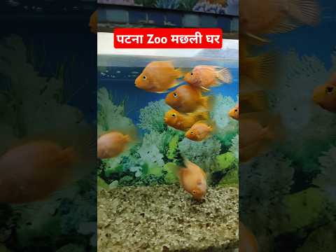 पटना Zoo  मछली घर #patnazoo #chidiyaghar #zoo #shorts