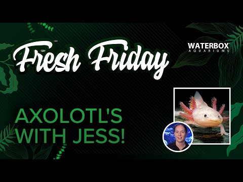 Axolotl's! They're so cute.  Jess is here to show how to care for them.