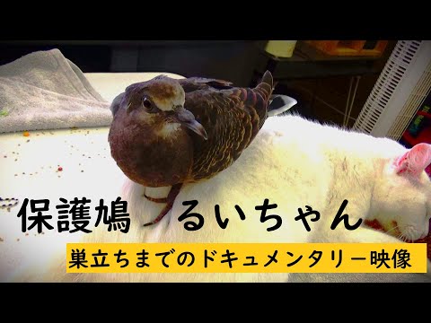 実家の猫が鳩のヒナを！！！鳩のるいちゃんドキュメンタリ－映像　１０９９