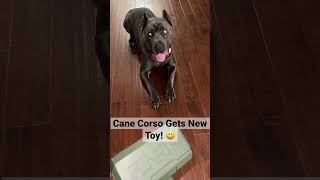 Cane Corso Gets a New Toy! 😃