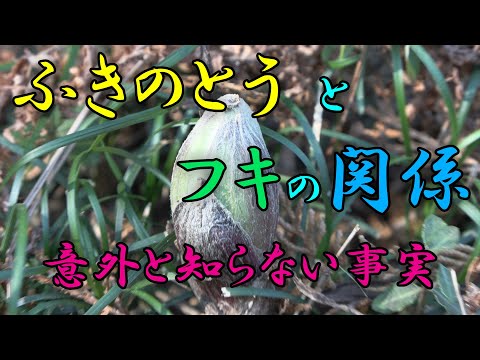 【フキ】ふきのとう と フキの関係