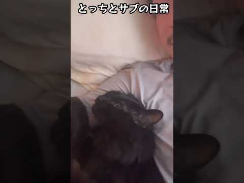 腕枕サブちゃん