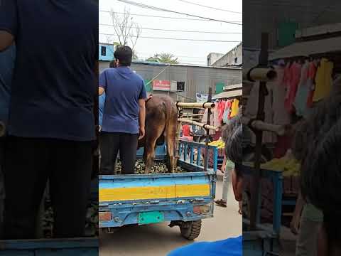 শনিবার 15 জুন ২০২৪। গাবতলী হাটে গরুর দাম | কোন গরুর দাম কত | ভাই কত দাম