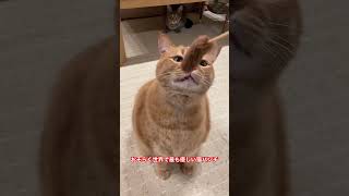 【猫】おそらく世界で最も優しい猫パンチ【かぎしっぽすず&つむぎ】　#shorts