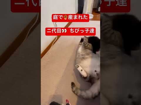 庭🪴で産まれた子猫🐱達。少し家🏠に上げてみたら…