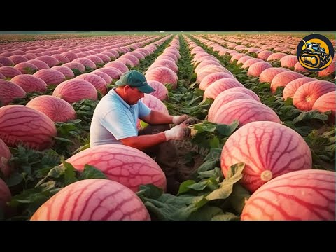 The Most Modern Agriculture Machines That Are At Another Level , How To Watermelons In Farm