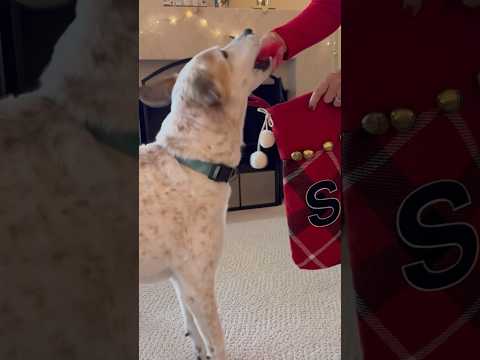 Doggo Christmas