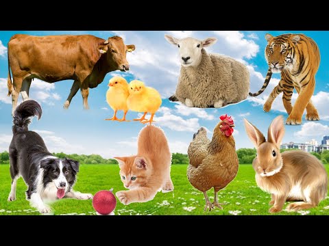 Cute little animals: Dog, Cat, Cow, Chicken, Duck, Rabbit - Animal sounds