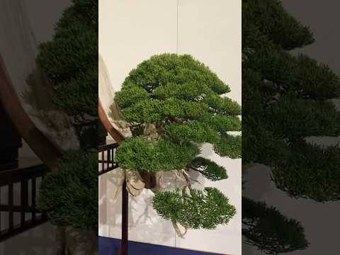 98th Kokufu Bonsai Exhibition.