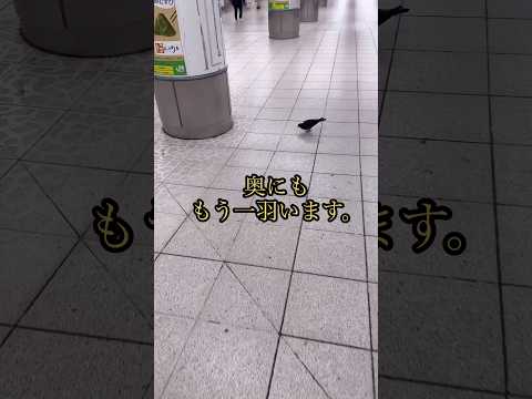 駅の中に鳩がいる🐦（笑）