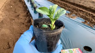 ソラマメの植え方【鳥や害虫　霜から守る】お多福豆　サラダ空豆20/10/28