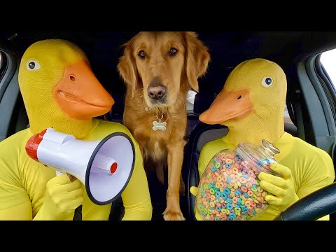 Rubber Ducky Surprises Puppy & Wolf with Car Ride Chase !