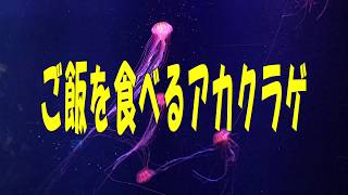 ～すみだ自然みっけ隊がお届けするいきもの動画～ご飯を食べるアカクラゲ